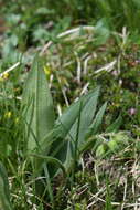 Image of Pulmonaria australis (J. Murr) W. Sauer