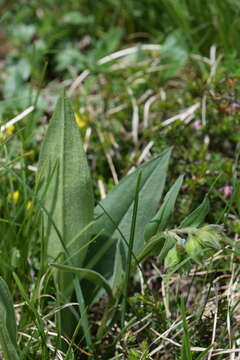 Plancia ëd Pulmonaria australis (J. Murr) W. Sauer