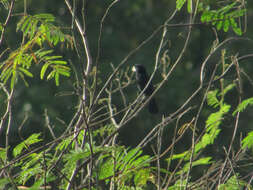 Image of Nicaraguan Seed Finch