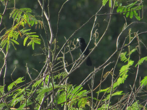 Sporophila nuttingi (Ridgway 1884) resmi