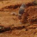 Image of Springtail