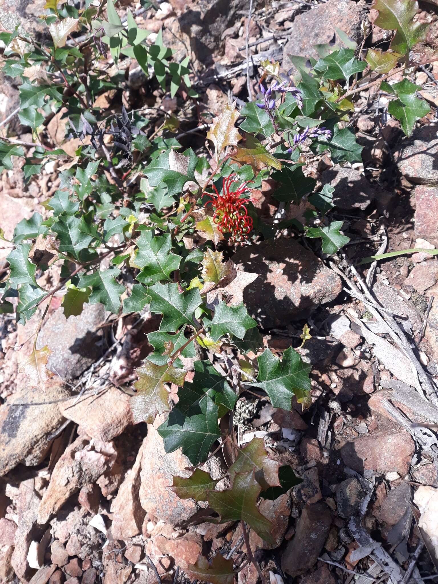 Plancia ëd Grevillea steiglitziana N. A. Wakefield