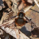 Image of Bombylius callopterus Loew 1855