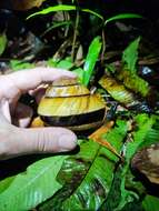 Image de Bertia cambojiensis (Reeve 1860)