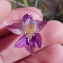 Image of Gladiolus inflexus Goldblatt & J. C. Manning