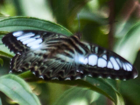 Image of Parthenos sylvia apicalis