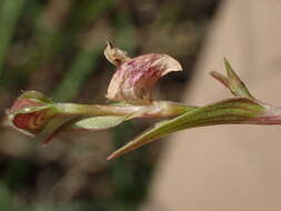 Image de Commelina subulata Roth