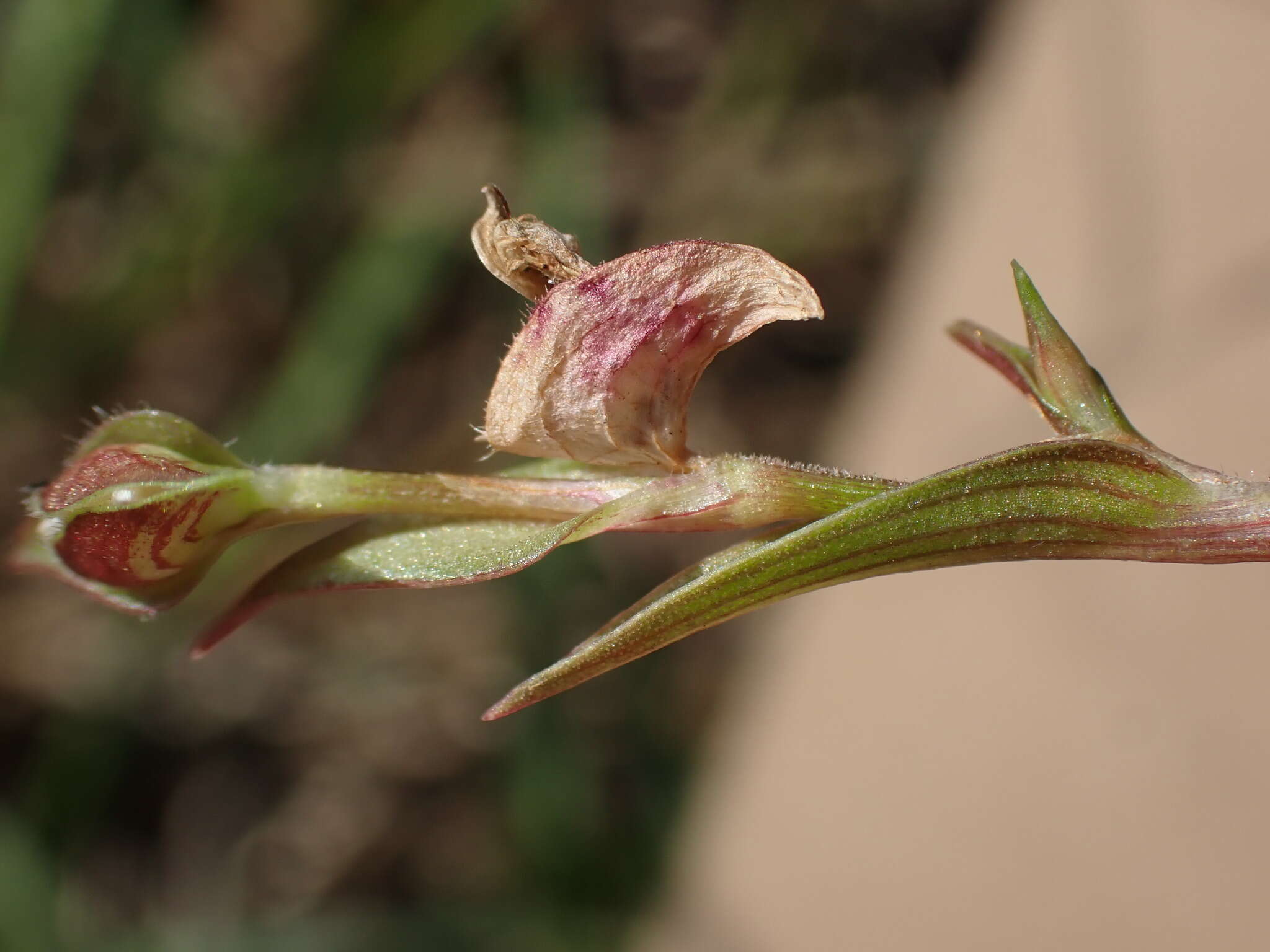 Image de Commelina subulata Roth