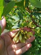 Acer hyrcanum subsp. stevenii (Pojark.) E. Murray的圖片