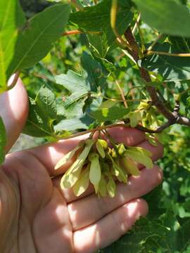 Imagem de Acer hyrcanum subsp. stevenii (Pojark.) E. Murray