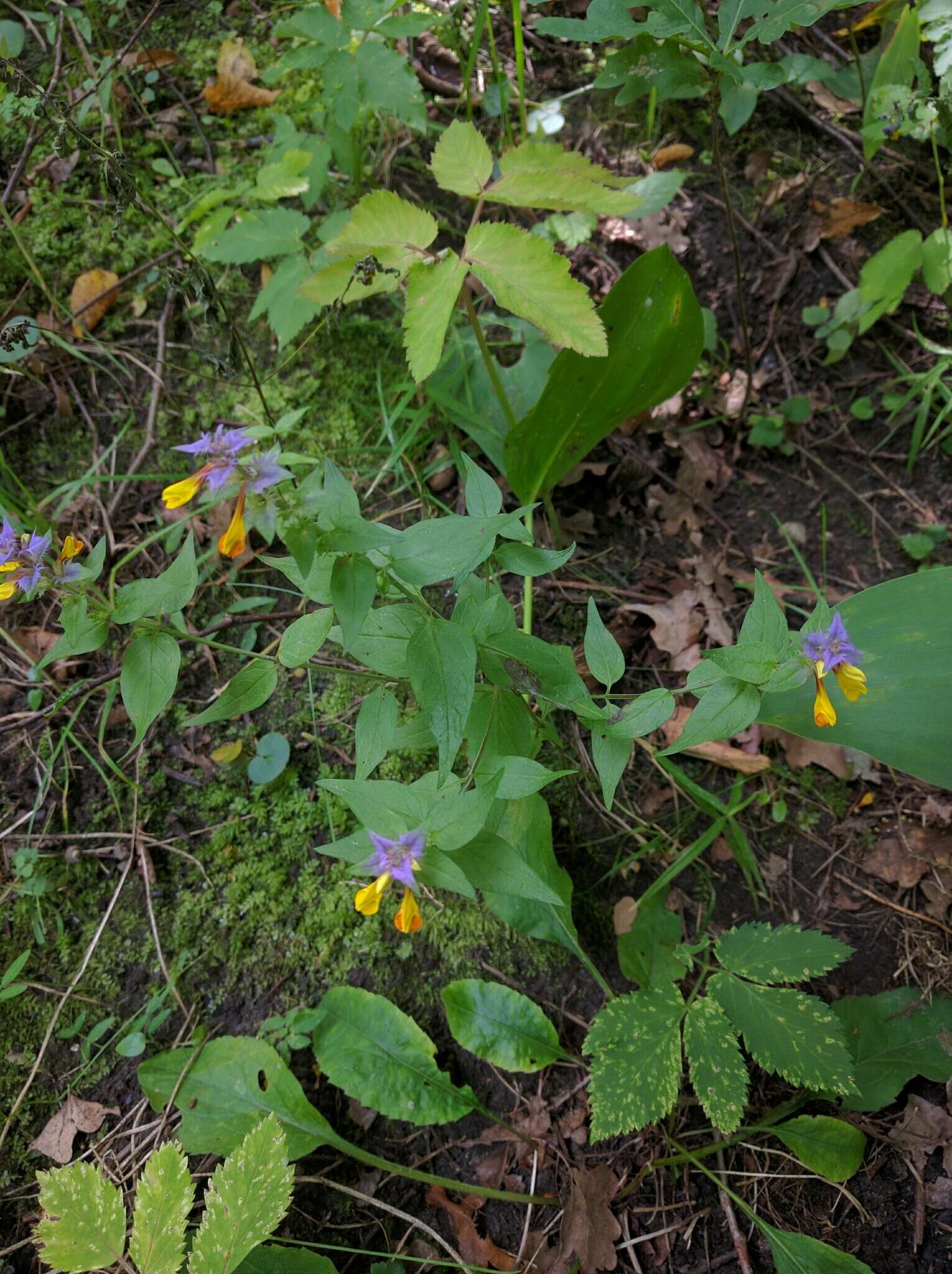 Слика од Melampyrum nemorosum L.