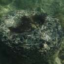 Image of Loggerhead Sponge