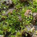 Image of Chenia leptophylla Zander 1993