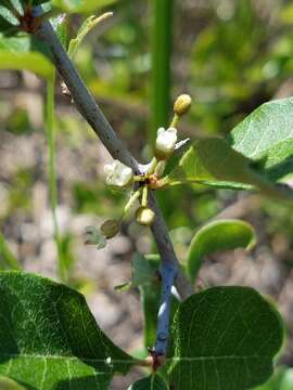 Image de Sideroxylon reclinatum subsp. austrofloridense (Whetstone) Kartesz & Gandhi