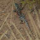 Image of Ornate Tree Iguana