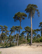 Image of Scotch Pine