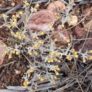 Image de Helichrysum tinctum (Thunb.) Hilliard & Burtt