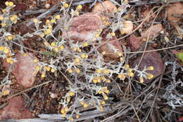 Слика од Helichrysum tinctum (Thunb.) Hilliard & Burtt