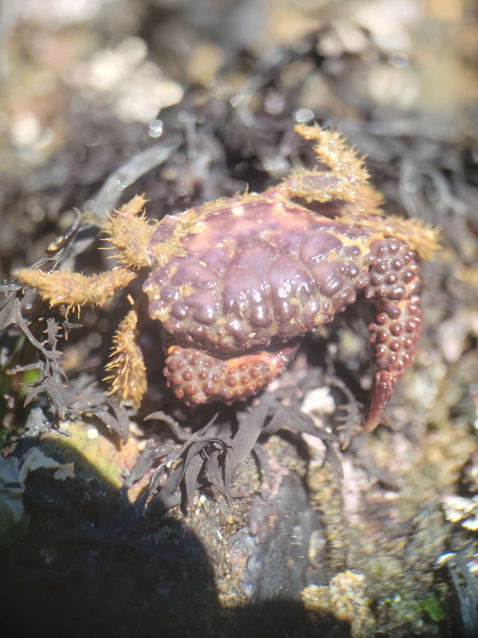 Image of lumpy rubble crab