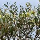 Image of Eucalyptus lehmannii subsp. parallela D. Nicolle & M. E. French