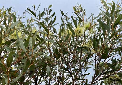 Image of Eucalyptus lehmannii subsp. parallela D. Nicolle & M. E. French