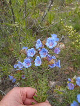 Image of Lobostemon marlothii Levyns