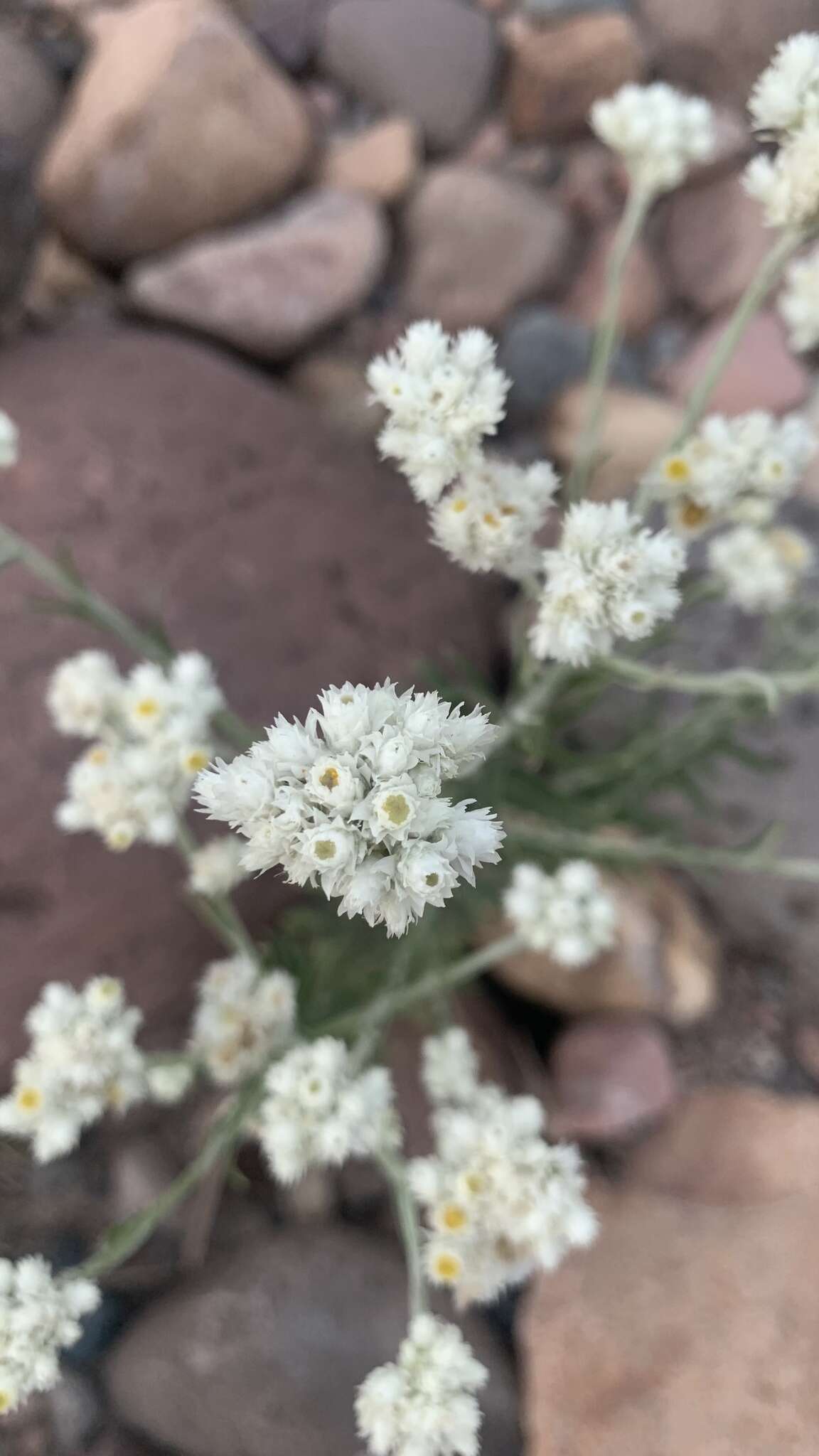 Слика од Pseudognaphalium leucocephalum (A. Gray) A. A. Anderberg