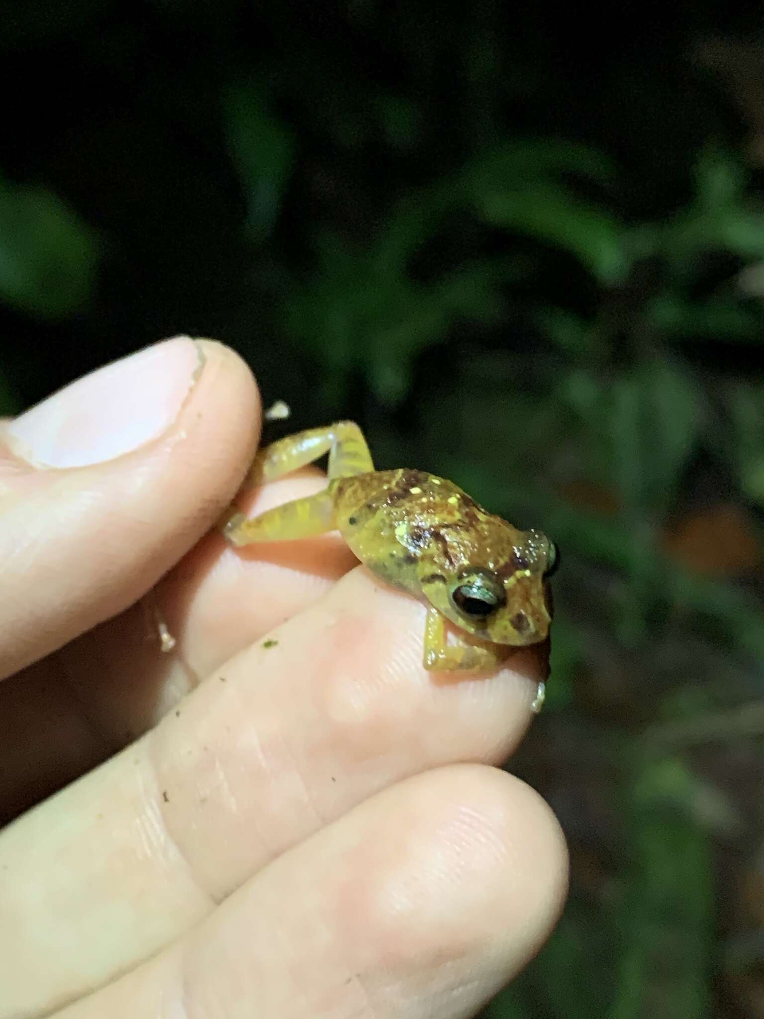 Image of Malli’s Rain Frog