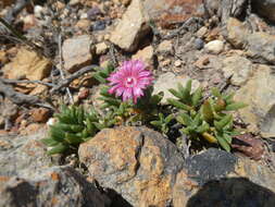 Image of Trichodiadema occidentale L. Bol.