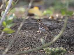 Image of Three-banded Courser