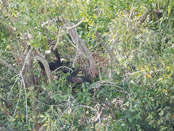 Image of western chimpanzee