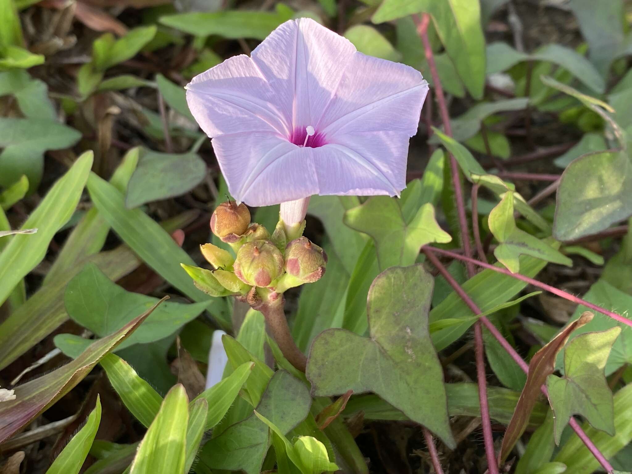 Image of Ipomoea sagittifolia Burm. fil.