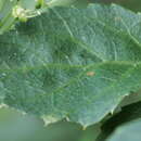 Image of Eleutherococcus trifoliatus var. trifoliatus
