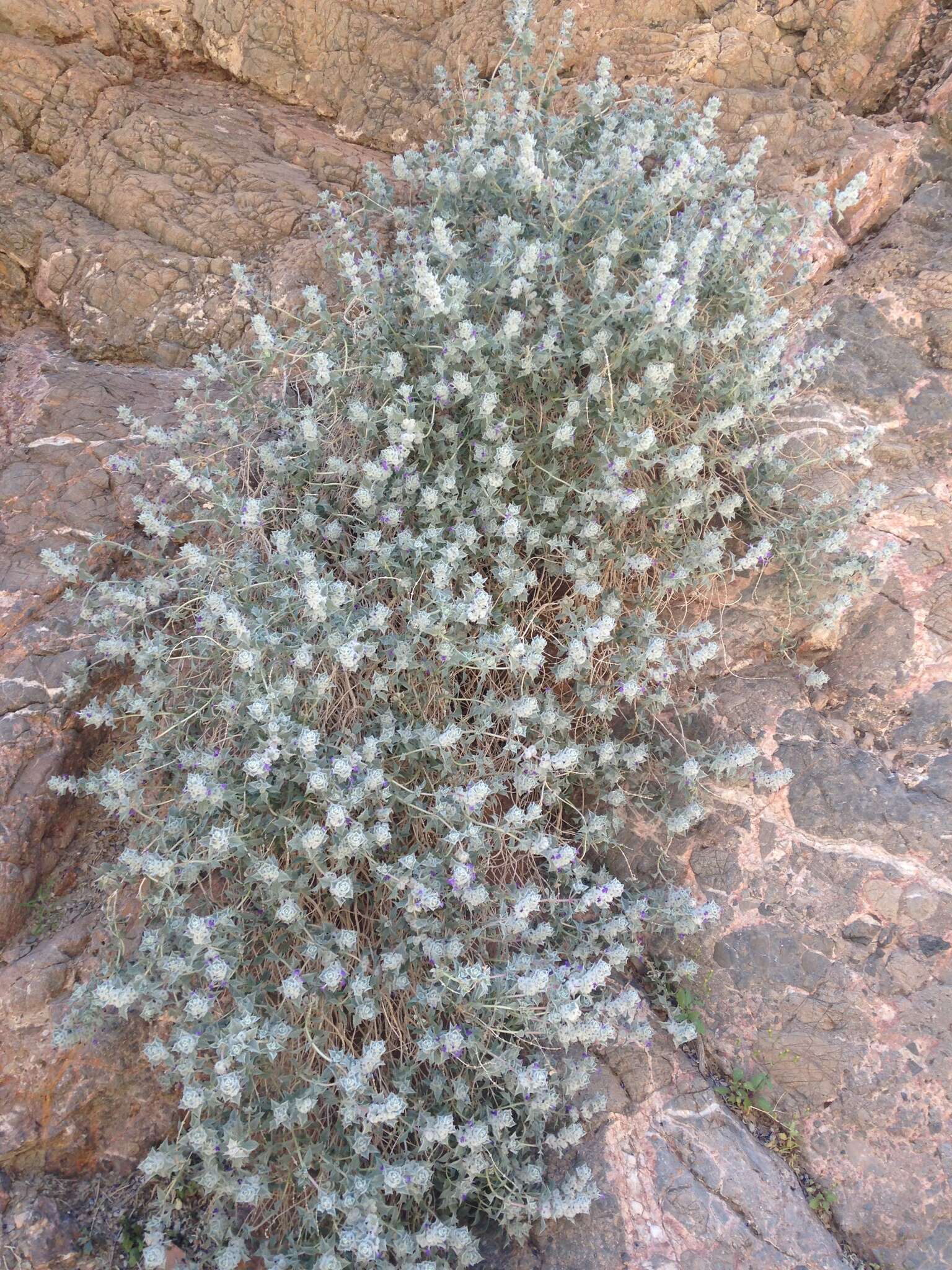 Image of woolly sage