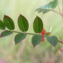 Indigofera adenoides Baker fil.的圖片