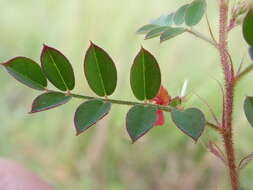 Image de Indigofera adenoides Baker fil.