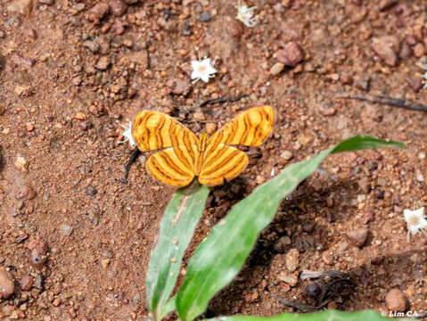 Imagem de Chersonesia peraka Distant 1884