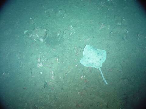 Image of Aleutian Skate