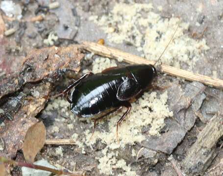 Image of Uhler's Wood Cockroach