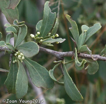 Image of Gymnosporia glaucophylla Jordaan