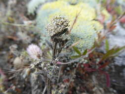 صورة Lepidium sisymbrioides Hook. fil.