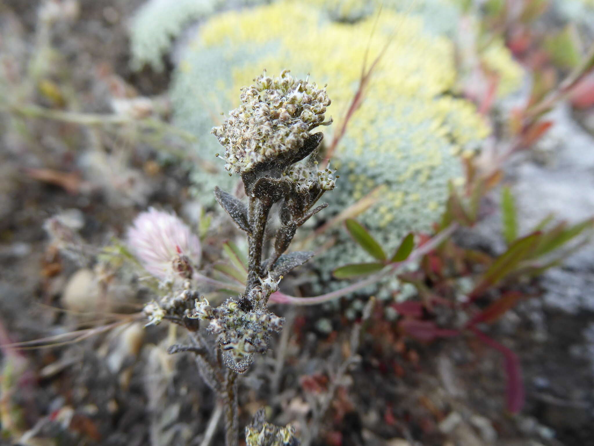 صورة Lepidium sisymbrioides Hook. fil.