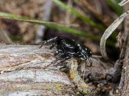 Image of Heliophanus chovdensis Prószyński 1982