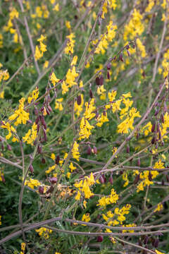 Corydalis sibirica (L. fil.) Pers. resmi