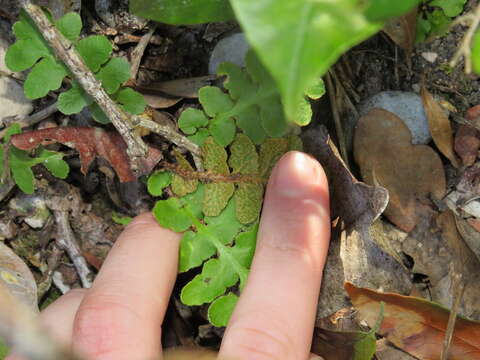 Image of Asplenium cordatum (Thunb.) Sw.