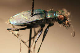 Image of Cowpath tiger beetle