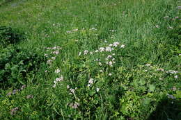 Image of Valeriana grossheimii Vorosh.