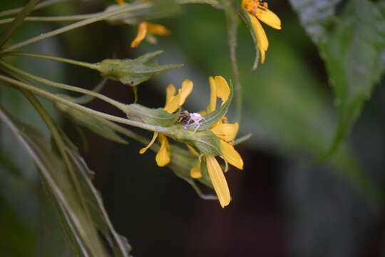 Wamalchitamia aurantiaca (Klatt) J. L. Strother resmi