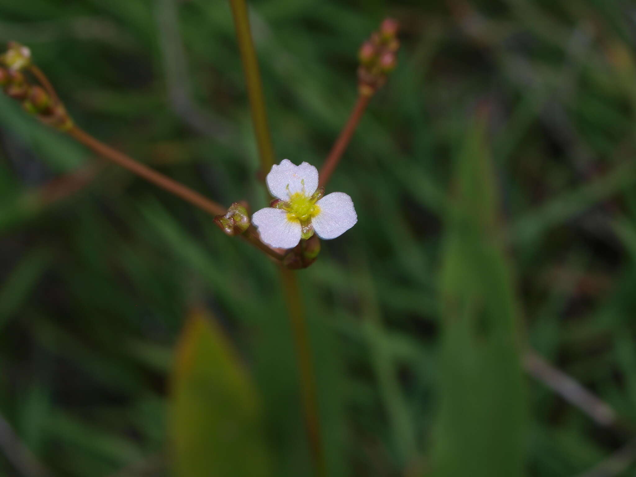 Image of Narrow-leaved Water-plantain