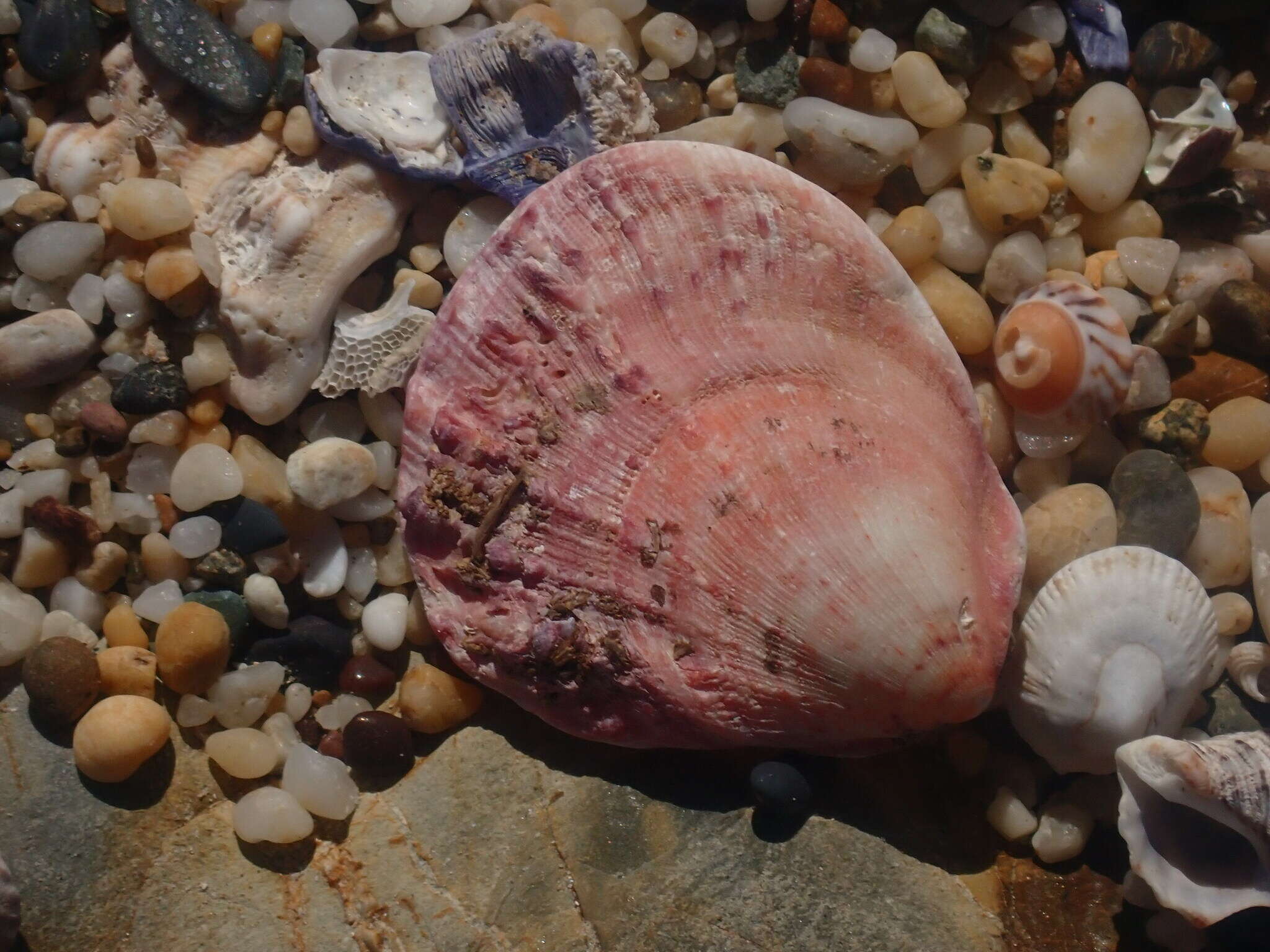 Image of scarlet thorny oyster